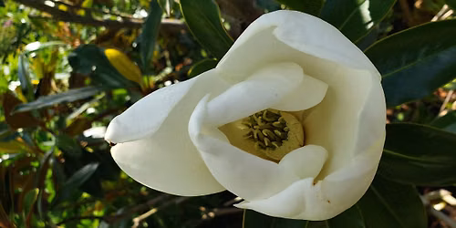 Arboretum Walking Tour