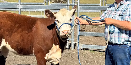 Cattle Handling Weekend