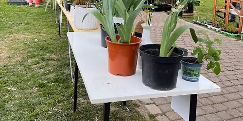 Pflanzenb\u00f6rse des OGV im Stadtpark Reinheim