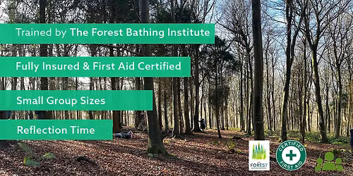 Forest Bathing+ at Friston Forest –Slow Down, Breathe Deeply, Feel Restored