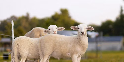 NC Sheep Producers - Annual Meeting