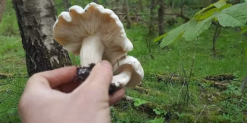 Spring Forage at Moses Gate Country Park