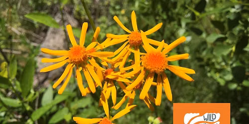 Wild Wonderful Weekend Plant Sale