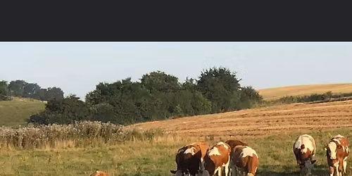 K\u00f8er p\u00e5 gr\u00e6s, \u00f8l p\u00e5 hanen og mad p\u00e5 grillen \ud83e\udd29