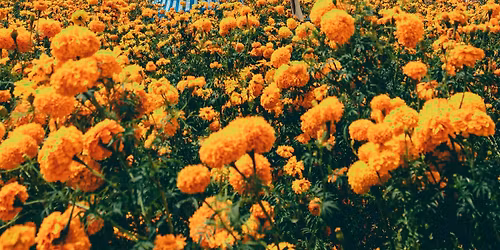 Freespect Summer Hat 2026: Fiesta Mexicana!