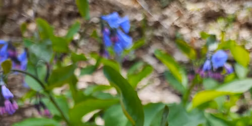 Spring Ephemeral Tour - Kaplan's Woods, Owatonna