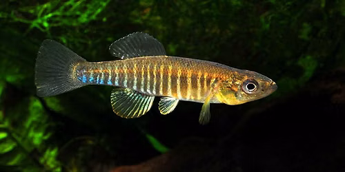 Yearly native fish collection