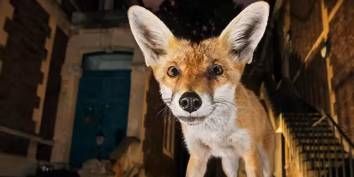 Uncovering Our Concrete Jungles by Chris Schell