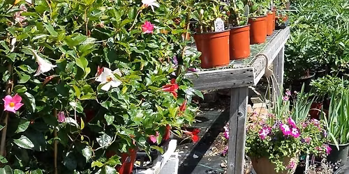 Hosta and Perennial Sale