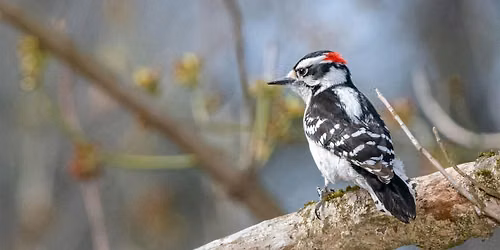 Southern Appalachian Birds through the Seasons