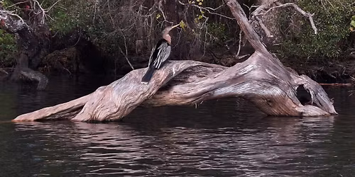 Chassahowitzka Wildlife Wednesday Kayaking Tour