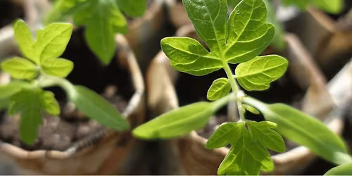 Gratis Planten- en stekjesruil