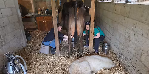 Raw milk and cheesemaking workshop