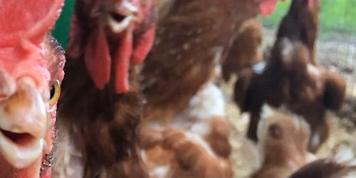 SAN DIEGO - BackYard Chickens with James