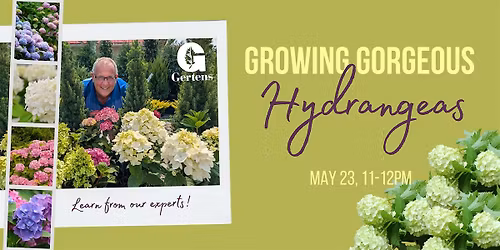 Growing Gorgeous Hydrangeas