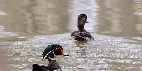 Field Trip: Duck, Duck, Goose (Waterfowl in Hamilton Day Trip)