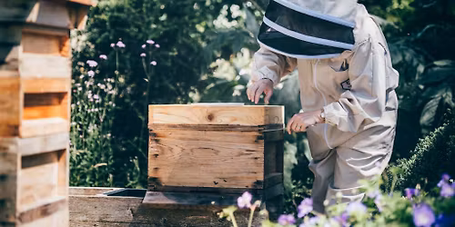 Beekeeping Beginners Course (5 weeks) | Cwrs cadw gwenyn i ddechreuwyr (5 wythnos)