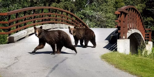 Sequoia Supply Backcountry Beta - BEAR\/WILDLIFE SAFETY & AWARENESS TRAINING