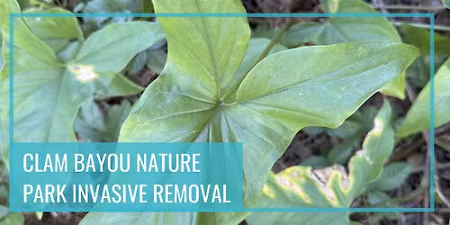 Clam Bayou Nature Park Invasive Removal