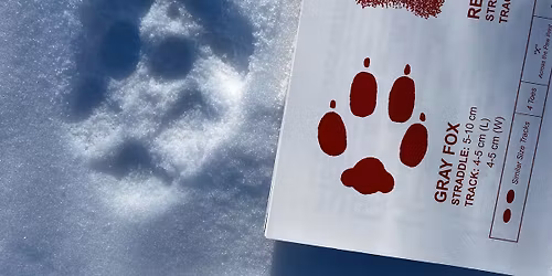 Animal Tracks Treasure Hunt