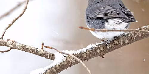 Kid's Corner: Wildlife in Winter