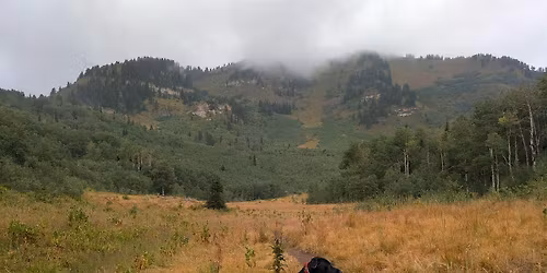 Spring Dog Obedience Training