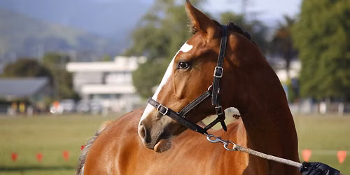 Nelson A&P Equestrian Measuring Sessions