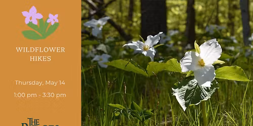 Wildflower Hikes
