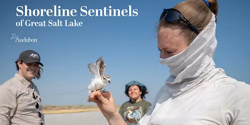 Shoreline Sentinels of Great Salt Lake