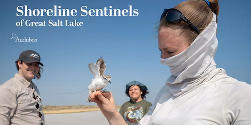 Shoreline Sentinels of Great Salt Lake