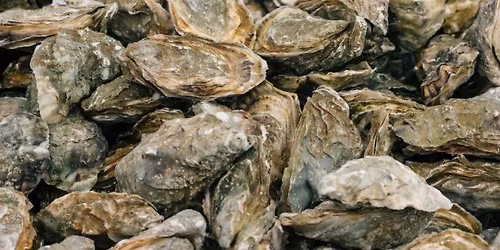 Naturalist 101: Field Trip to Tybee Oyster Farm
