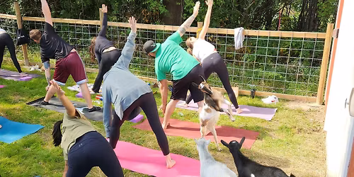 GOAT YOGA! (Yoga, with goats) June session