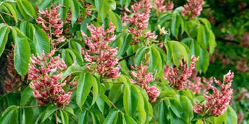 Florida Arbor Day Tree Giveaway