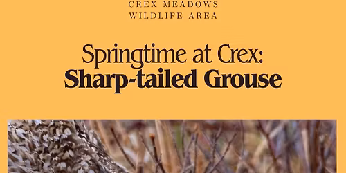 Springtime at Crex: Sharp-tailed Grouse 