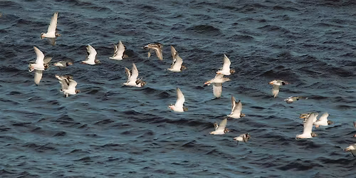 Greyhope Bay May bird survey (beginners welcome)