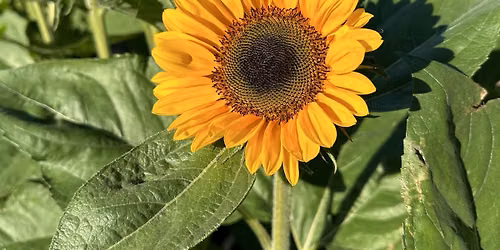 2nd Annual Sunflower Labyrinth
