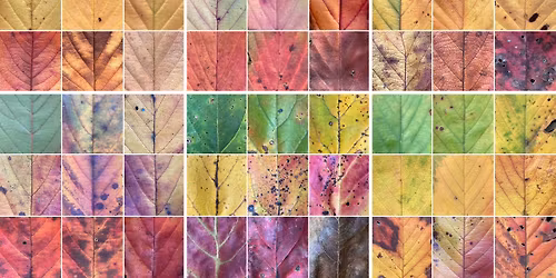 【満席】みんなの知らない“秋の植物の世界”🍁マツコの知らない世界&激レアさんを連れてきたコラボ!