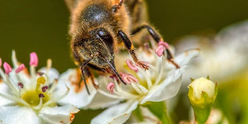 Pollinator Pals Pop-Up Story Time | August Session