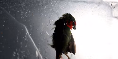 Vernissage de l'exposition "Earthbound" de l'artiste Clare Langan