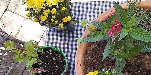 1-12-2026 Flowers & Herbs in Containers
