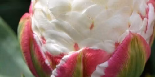 Utols\u00f3 tulip\u00e1n sz\u00fcret 2026-ban