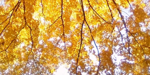Dance to Nature! \/ Danser \u00e0 la Nature!