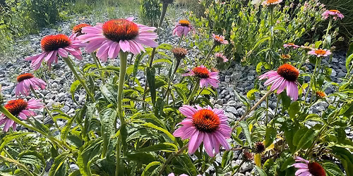 Foothill Nature Walks | Free, Guided Hikes