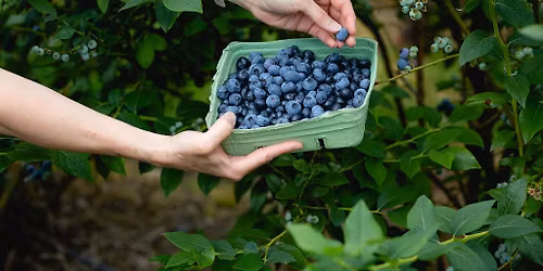 BC Blueberry Townhall Meeting \u2013 Region C (Abbotsford \u2022 Chilliwack \u2022 Agassiz)