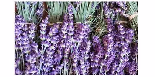 Cazenovia Lavender Festival 2026 at Farmstead 1868