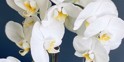 Orchid care and repotting