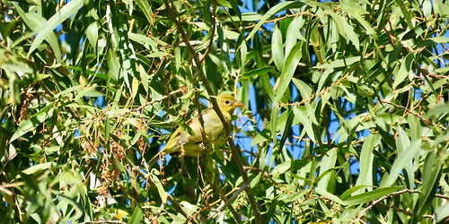 Birding Walk at West Pond, Wed. Sept. 2, 8AM-