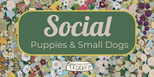 9AM - Teddy's Beginner Social for Puppies & Shy Friendly dogs