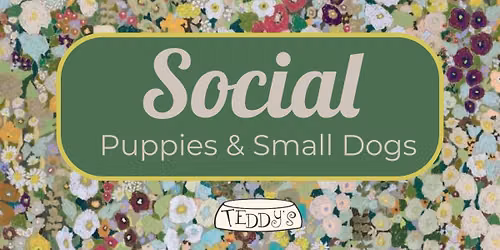 9AM - Teddy's Beginner Social for Puppies & Shy Friendly dogs 