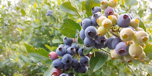 Blueberry Family Blast